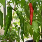 anaheim chilli pepper site